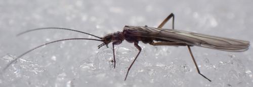 Capnioneura mitis